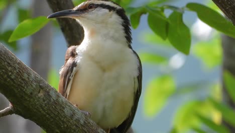 Reyezuelo-Bicolor-Posado-En-Plumaje-De-Aseo-En-La-Rama-De-Un-árbol-Del-Bosque-De-Colombia,-América-Del-Sur