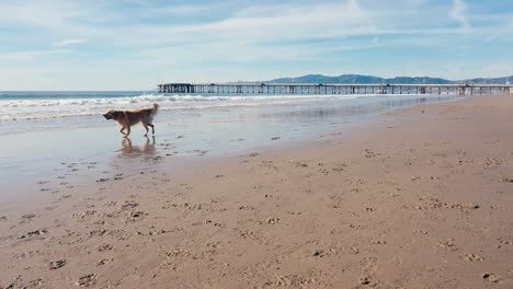 Zeitlupe-Eines-Hundes,-Der-Am-Sandstrand-Neben-Dem-Pier-Vor-Dem-Meer-Läuft