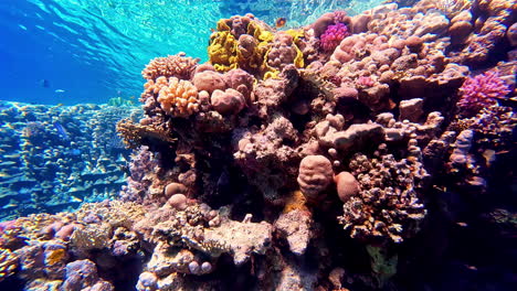 Beautiful-underwater-colourful-coral-reef,-crystal-clear-view-water-POV