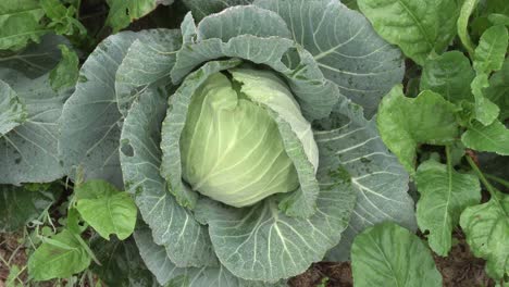 Kohl-Wurde-Auf-Dem-Feld-Angebaut