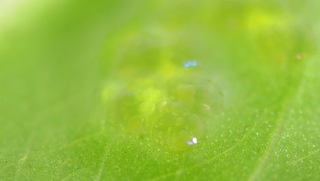 Microscopic-of-Jelly-Like-Aquatic-Insect-Eggs-on-Green-Leaf
