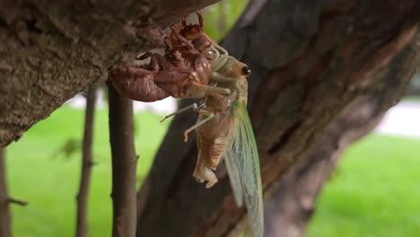 Brood-X-cicada-sitting-on-tree-in-Michigan,-close-up-view