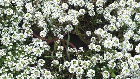 Flores-Giga-Blancas-De-Alyssum-Están-Floreciendo-En-El-Parque