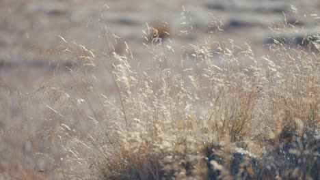 Delicate-dry-ears-of-grass-in-the-autumn-tundra