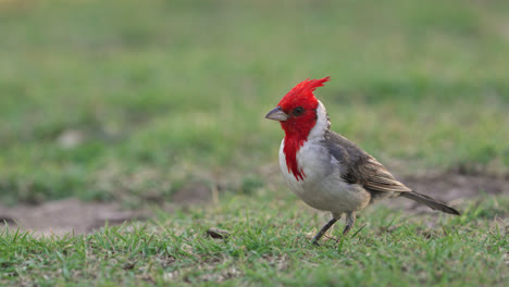 Vista-A-La-Altura-De-Los-Ojos-De-Un-Cardenal-De-Cresta-Roja-En-Un-Parque-En-Buenos-Aires,-Argentina