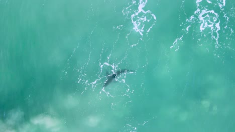 Der-Weiße-Hai-Schwimmt-Hinter-Ranken-Aus-Weißer-Gischt-Und-Sand,-Die-Von-Den-Brechenden-Wellen-In-Ufernähe-Aufgesammelt-Wurden