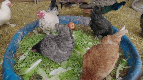 Bauernhofszene-Mit-Hühnern,-Die-Frisches-Gemüse-Fressen