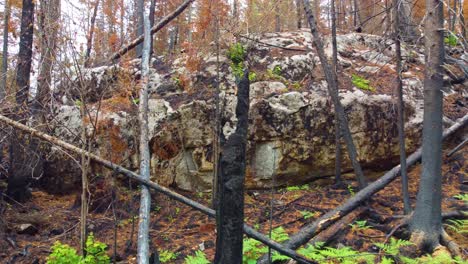 Bosques-Caídos-Resecos-A-Través-Del-Bosque-Después-De-Un-Incendio-Forestal-En-Las-Montañas-Cerca-De-Toronto,-Canadá