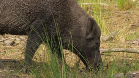 Wildschwein-Schnüffelt-Im-Sanften-Sonnenschein-Auf-Grasboden,-Nahaufnahme-In-Zeitlupe