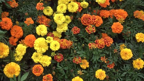 Mary-Kalte-Blumen-Blühten-Im-Garten