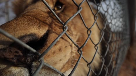 León-Macho-Olfateando-La-Cámara-De-Cerca-A-Través-De-La-Valla-De-La-Reserva-De-Caza-De-Vida-Silvestre