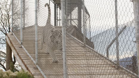 Weißer-Tiger-In-Gefangenschaft-Läuft-In-Zeitlupe