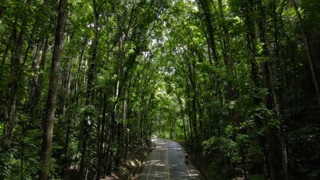 Man-Made-Forest-in-Philippines-travel-destination,-road-through-dense-lush-trees-southeast-asian-street-between-leaves-and-dense-vegetation