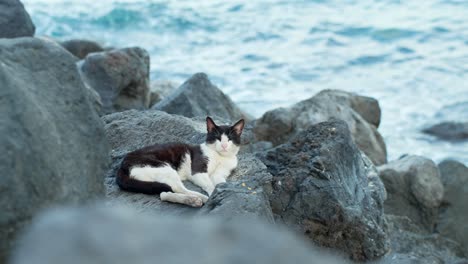 Happy-black-and-white-cat-sleeping-on-rocky-ocean-coastline-in-Tenerife