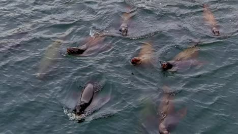 Herde-Seelöwen-Im-Pazifischen-Ozean