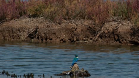 Seen-from-its-back-in-the-middle-while-perched-on-a-rotting-stump-of-a-tree-in-the-water,-collared-kingfisher-Todiramphus-chloris,-Thailand