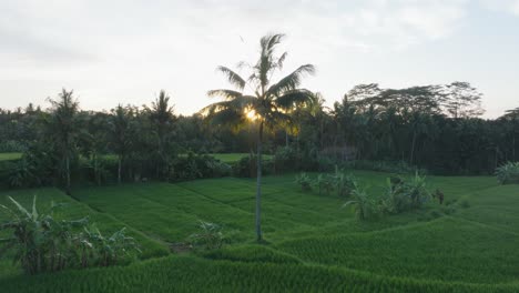 Drone-Aéreo-Disparado-Sobre-Arrozales-Al-Amanecer-En-Ubud-Bali-Con-Destellos-Solares-A-Través-De-Palmeras