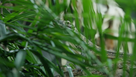 Baby-Komodo-Dragon-hatchling-hiding-amongst-green-bushes