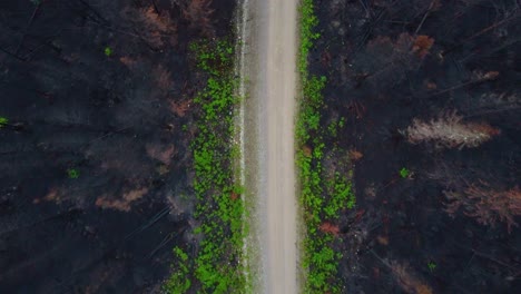 Gravel-forest-road-on-rainy-moody-day,-aerial-top-down-descend-view