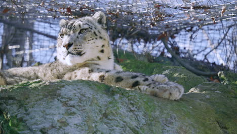 Snow-leopard-at-zoo-looks-around-from-the-top-of-a-rocky-hill