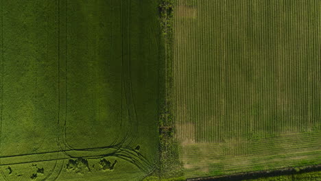 Contrasting-green-fields-in-dardanelle,-arkansas,-showcasing-agricultural-patterns,-aerial-view