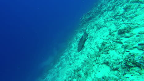 Aerial-drone-shot-over-a-man-scuba-diving-over-coral-reef-along-the-sea-floor-in-Sharm-El-Sheikh,-Egypt