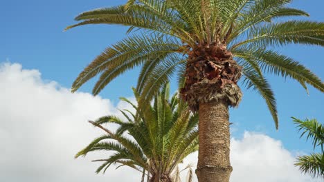 Tall-palm-trees-on-a-sunny-and-cloudy-day-near-the-beach,-static-closeup-slow-motion