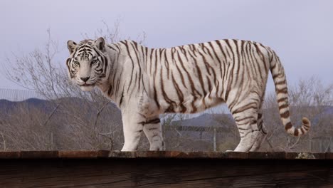 Weißer-Tiger-Hebt-Den-Kopf,-Um-Deine-Zeitlupe-Anzusehen