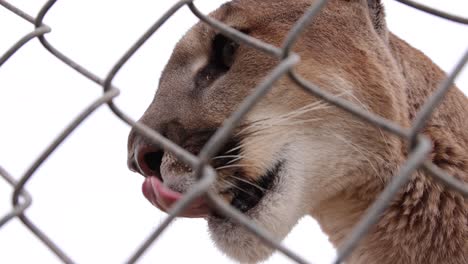 Puma-Se-Lame-Los-Labios-A-Través-De-La-Valla-Del-Santuario-De-Vida-Silvestre