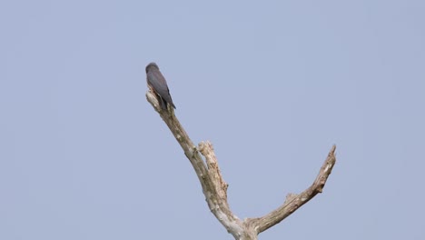 Looking-towards-the-camera-and-around-while-perched-on-top-of-a-bare-branch,-Ashy-Woodswallow-Artamus-fuscus,-Thailand