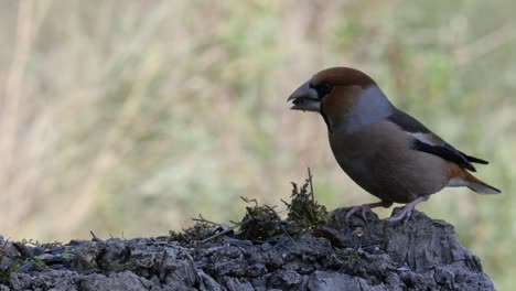 BIRD-EATS--ON-A-TREE-TRUNK