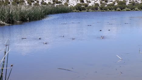 Der-Thorshühnchenvogel-Hat-Ein-Einzigartiges-Fressverhalten-Und-Dreht-Sich-Auf-Einem-Teich