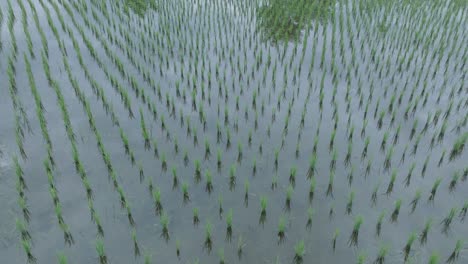 Aerial-Drone-Shot-flying-low-over-rice-paddies-in-Ubud-Bali-with-the-sky-reflected-in-the-water