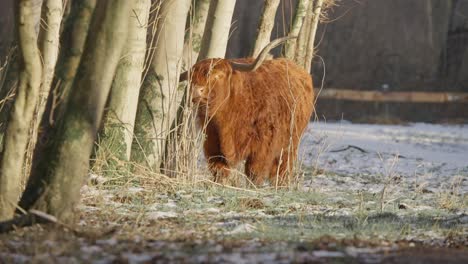 Furry-brown-highland-cow-bull-scratching-his-huge-horns-on-tree