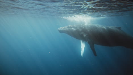 Humpback-whale-raises-head-up-to-surface-as-deep-ocean-water-light-rays-penetrate