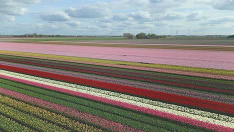 Rows-of-colorful-tulip-fields-with-wind-turbines-and-white-clouds-on-a-blue-sky-in-the-background