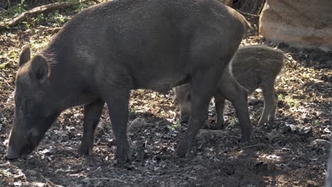 Wildschwein-Ferkel-Fressen-Unkraut-Aus-Trockenem-Boden-Mit-Mutter