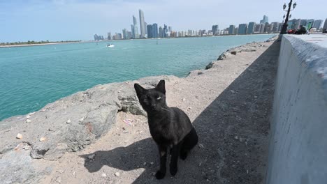 Ver-Un-Gato-Callejero-Buscando-Comida-En-La-Cornisa-De-Abu-Dhabi-En-Los-Emiratos-Árabes-Unidos.