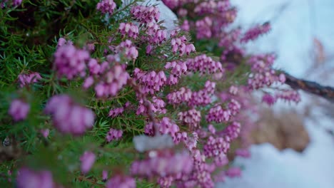 Heather-flowers-in-bloom-with-snow-patches,-shallow-focus