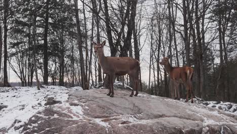 Female-White-tailed-Deers-On-Rocks-During-Winter-In-Quebec,-Canada