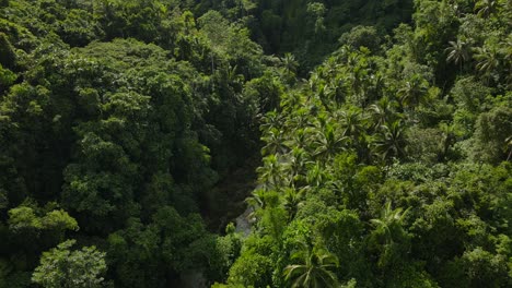 Antena-De-Drones-De-Arriba-Hacia-Abajo-Sobre-La-Selva-Verde-Del-Bosque,-Exuberantes-Copas-De-árboles-Tropicales,-Denso-Destino-De-Viaje-Tropical-Del-Sudeste-Asiático,-Estableciendo-Un-Paisaje-Panorámico