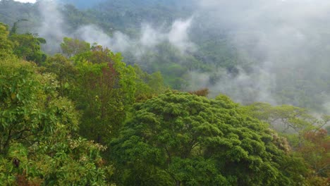Mountain-landscape,-fog-and-foliage-of-a-rainforest
