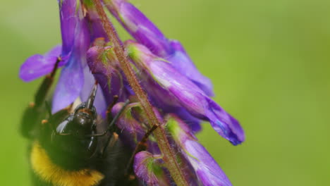 Bumblebee-looking-for-nectar-with-Proboscis