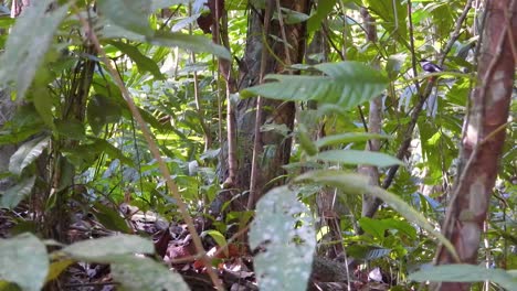 Low-angle-lush-tropical-woodland-forest-trees-in-Tayrona-national-park-morning-sunshine,-Colombia