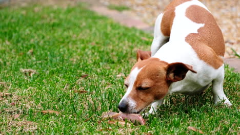 Jack-Russell-terrier-puppy-chews-on-juicy-bone-on-grass-outside,-telephoto
