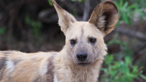 Nahaufnahme-Porträt-Eines-Afrikanischen-Wildhundes-In-Afrika