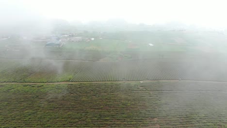 Large-tea-hills-in-Vietnam