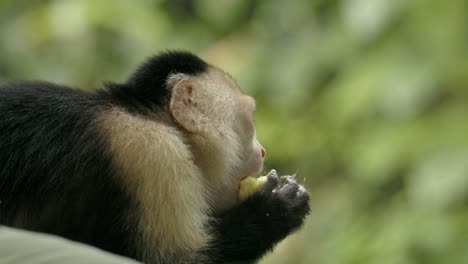 Contented-arboreal-capuchin-monkey-enjoys-banana-feast-in-lush-green-forest-SLOW-MOTION
