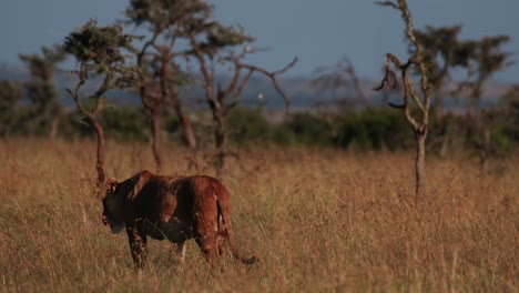 Eine-Einzelne-Erwachsene-Löwin,-Die-Bei-Sonnenuntergang-Durch-Die-Savanne-Im-Ol-Pejeta-Conservancy,-Kenia,-Afrika-Wandert