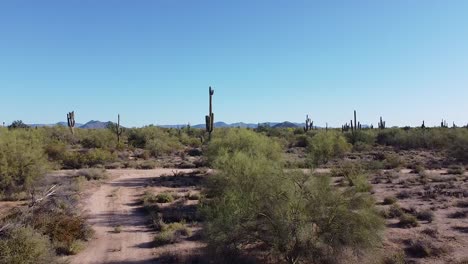 Dirt-road-in-dry,-sandy-desert-surrounded-by-giant-cactuses-and-plants-during-sunny-clear-blue-sky